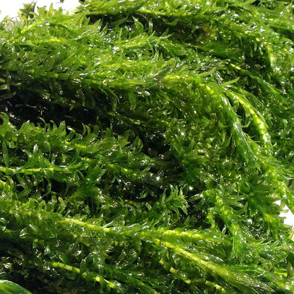 10 ELODEA DENSA - Lush Oxygenating Live Pond Plants for Aquatic Aquariums - Egeria